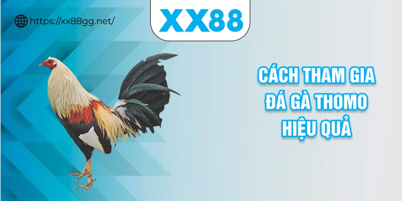 Cách tham gia đá gà Thomo hiệu quả