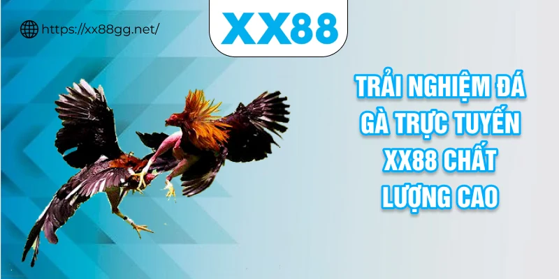 Trải nghiệm đá gà trực tuyến XX88 chất lượng cao